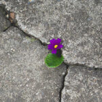 Flower growing through stone