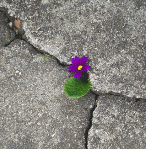 Spring Into Renewal with Acupuncture!