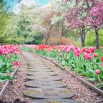 tulip path